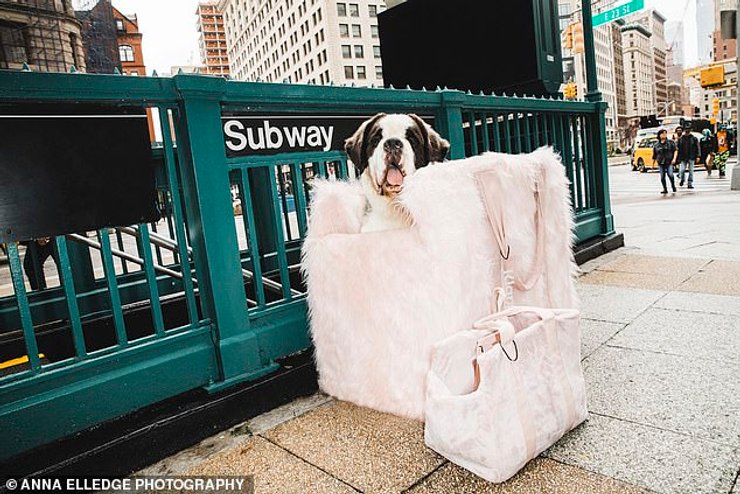 собака, шпиц, переноска, сенбернар, метро, нью-йорк