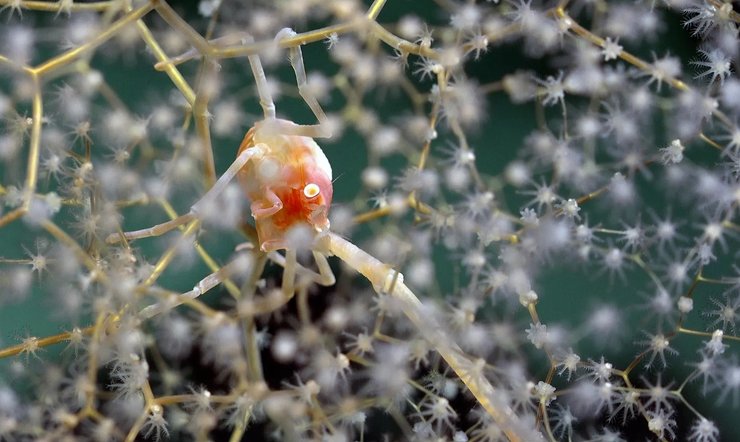 приземистый омар