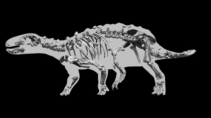 скелет, кістки, знімок