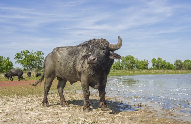 Дунайский биосферный заповедник