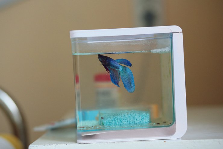 

Аквариум похож на маленькую копию той больничной палаты, в которой он стоит
