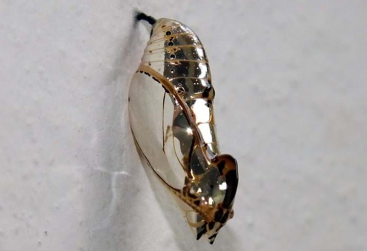 Метелик, дзеркальний, відтінок, пристосованість, еволюція