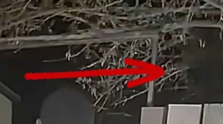 Подросток утверждает, что видел НЛО в саду, пришельцы, инопланетяне, другой цвет кожи, воспоминания о пришельцах, вызвали полицию