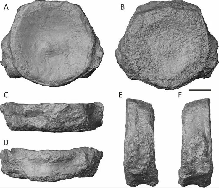 окаменелости плиозавр