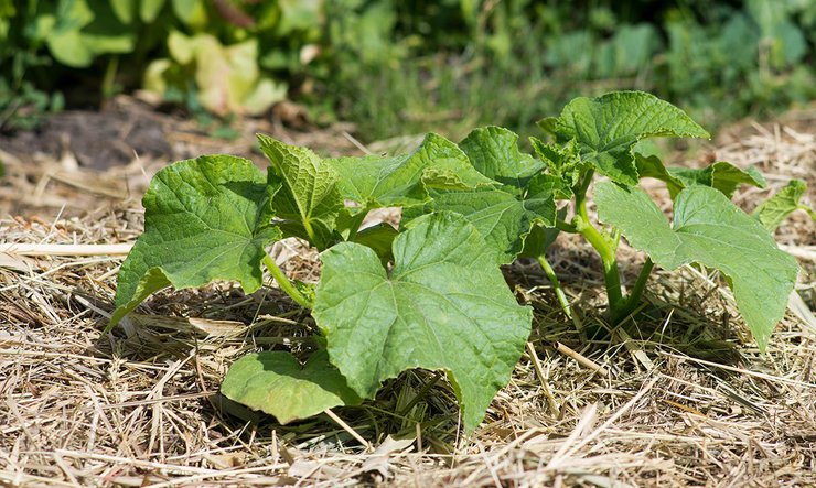 мульчирование