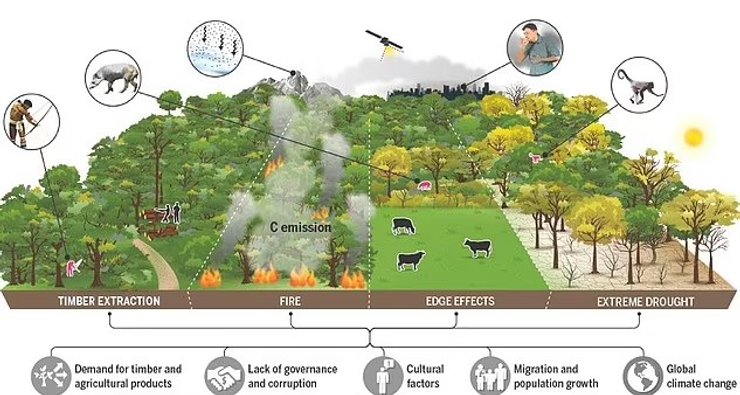 леса амазонки