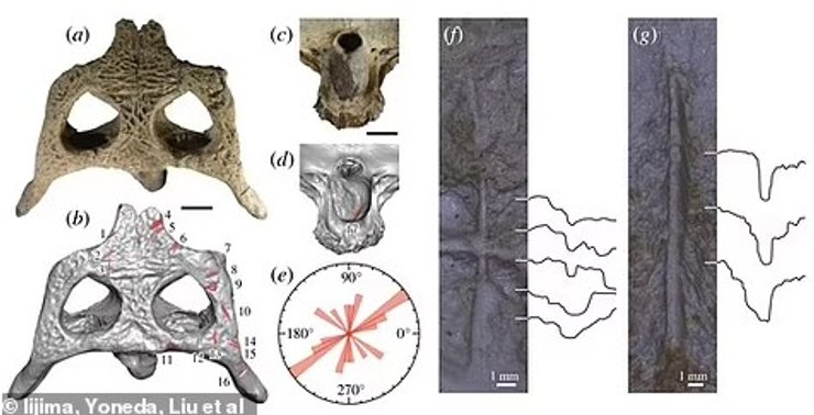 Hanyusuchus sinensis