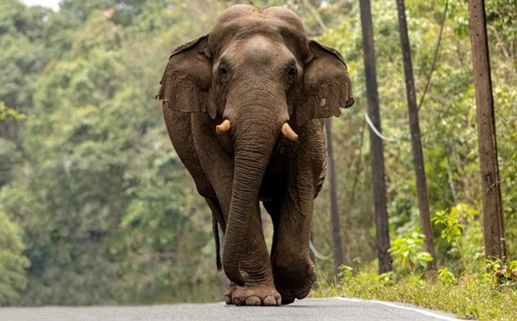азіатський слон