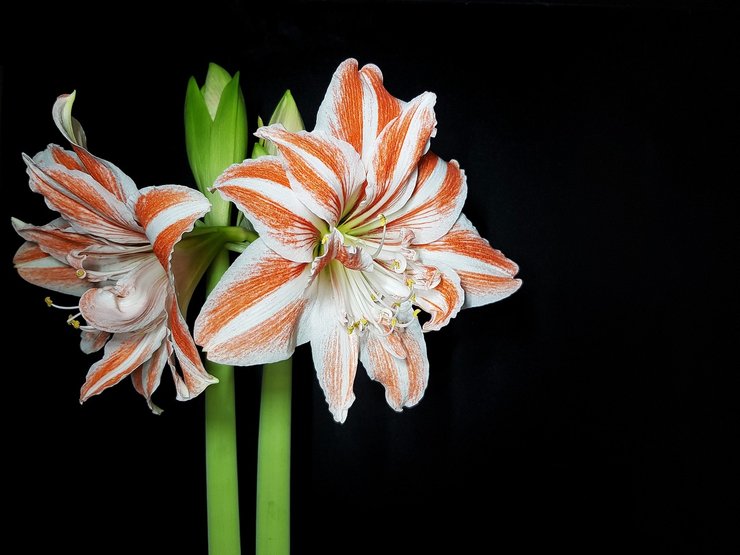 гиппеаструм, ссоры в доме