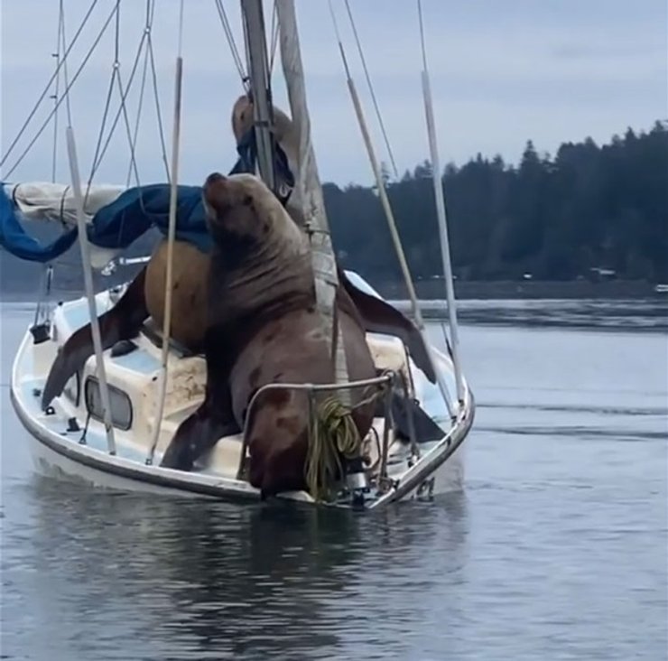 Seals on boat