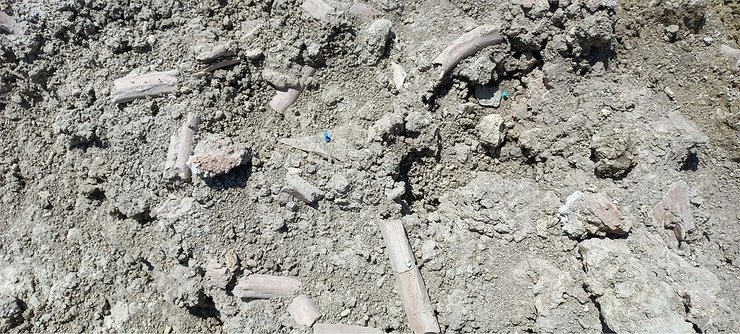 люди почали споживати мегафауну