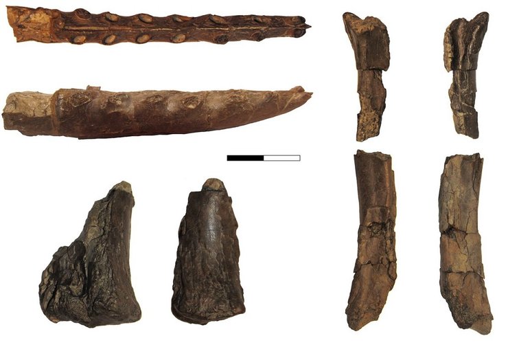 птеозавр, Targaryendraco wiedenrothi, летающий ящер, динозавр, ископаемое