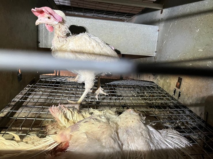 Реальність розведення курей-несучок на птахофабриці Woźniak у Великопольщі - фото: Оксана Осадчук, Олександр Аскірка