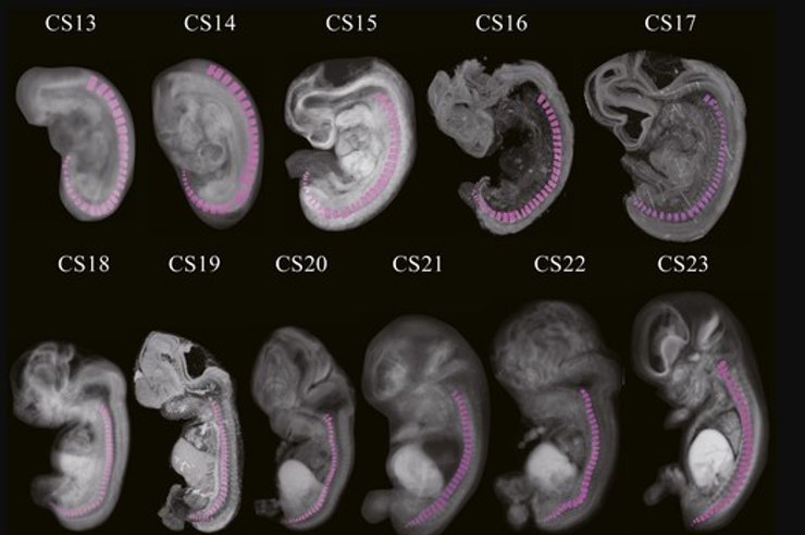 эмбрион развитие