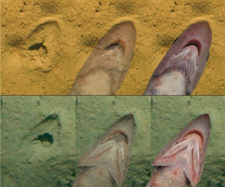 рыба гренадер следы копыт