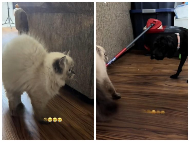 гималайский котенок котенок и собака