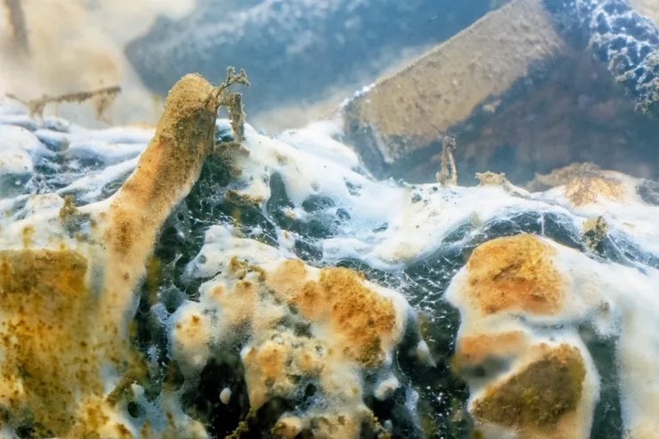 канал, организмы в канале, канал микробы