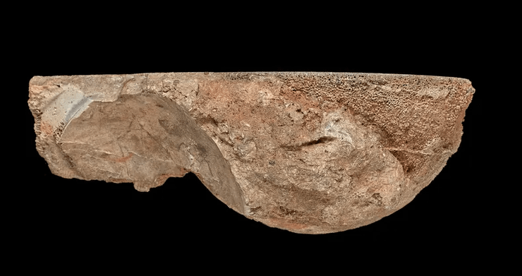 динозавр, музей, мінерал, агат, вулкан, вулканічна активність, тиранозавр, дослідження, вчені, древні тварини, індія, агат, яйце динозавра, агат в яйці динозавра, мінерад виявився яйцем динозавра