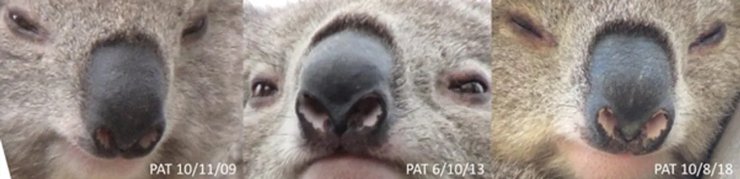 нос коала животные, коала нос