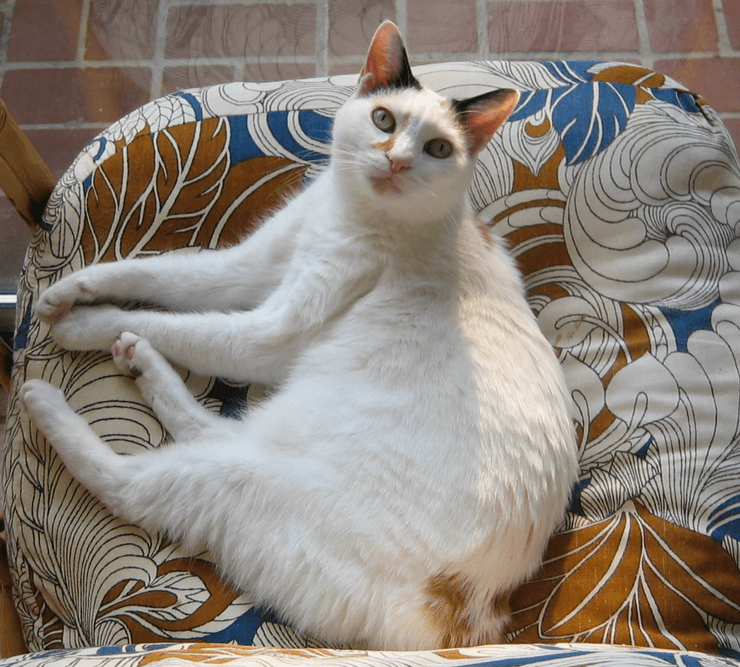 яку кішку обрати