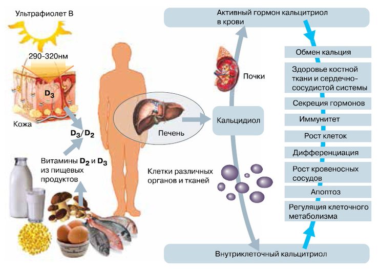 витамин Д, коронавирус, борьба