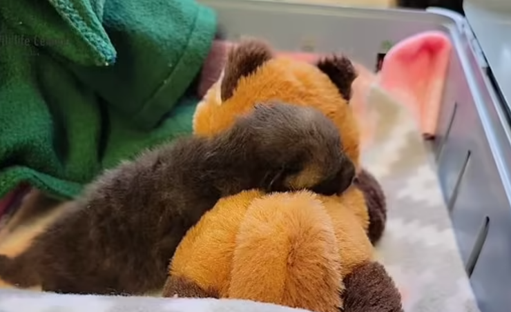 Мелисса Стэнли из США, спасение выводка осиротевших лисят, дикие животные, фото, Центр дикой природы Ричмонда, курьезы