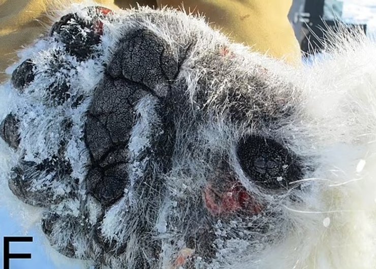 белые медведи лапы раны