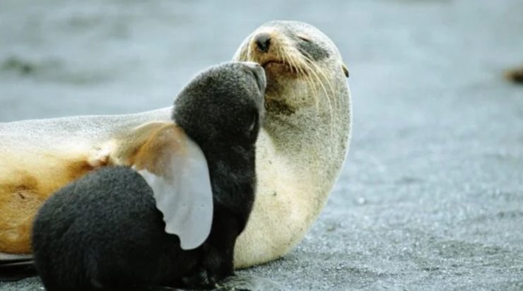 кергеленський морський котик