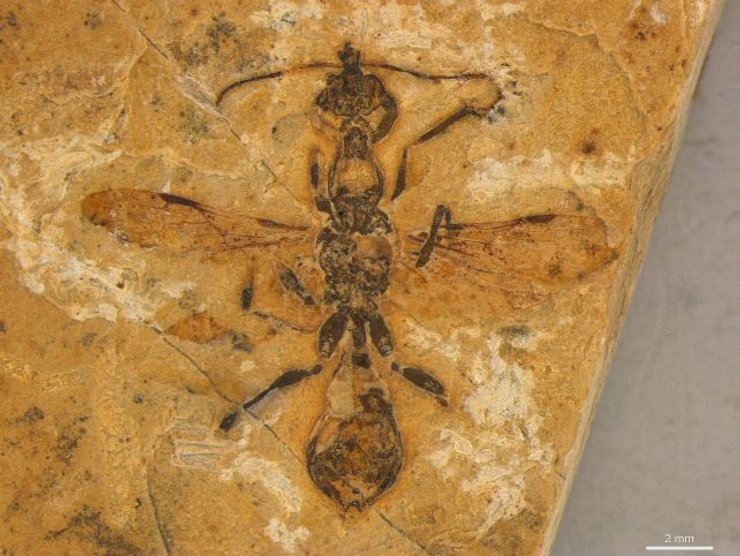 пекельна мураха