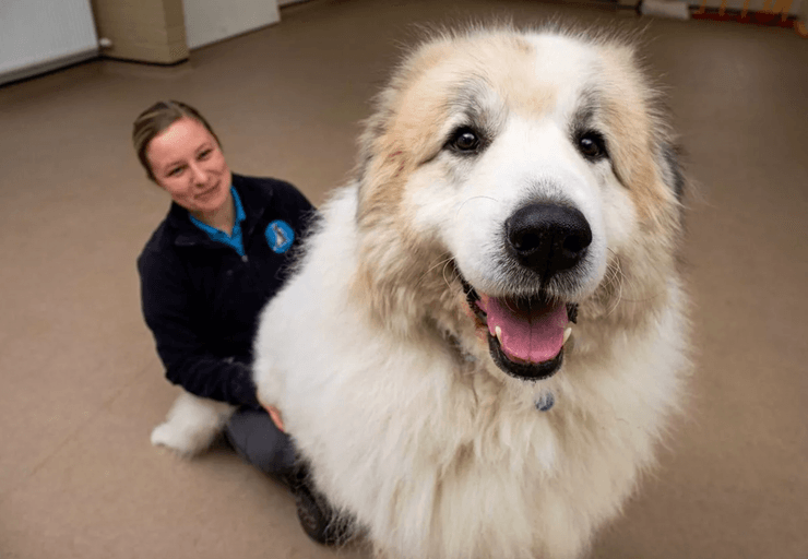 Собака зростом з людину сидить у приміщенні притулку, поки співробітниця ледь дотягується до його спини через значні розміри пса