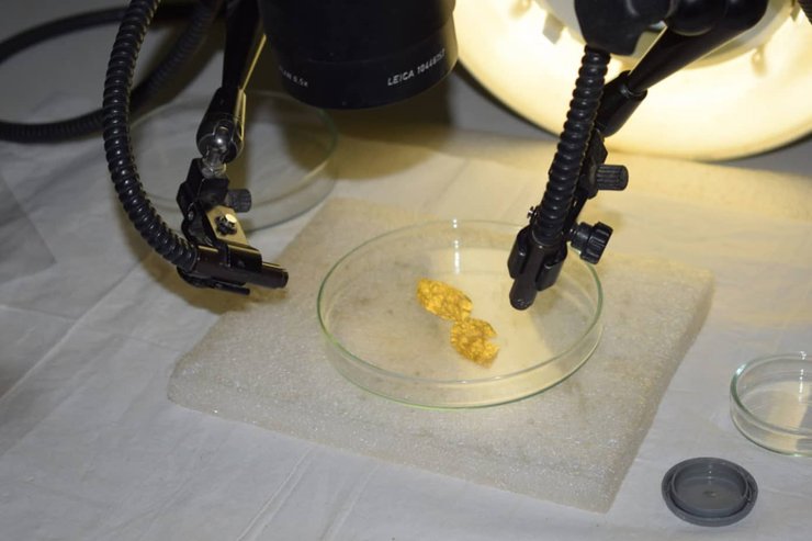 лавровые листья, золото, пробирка, фото