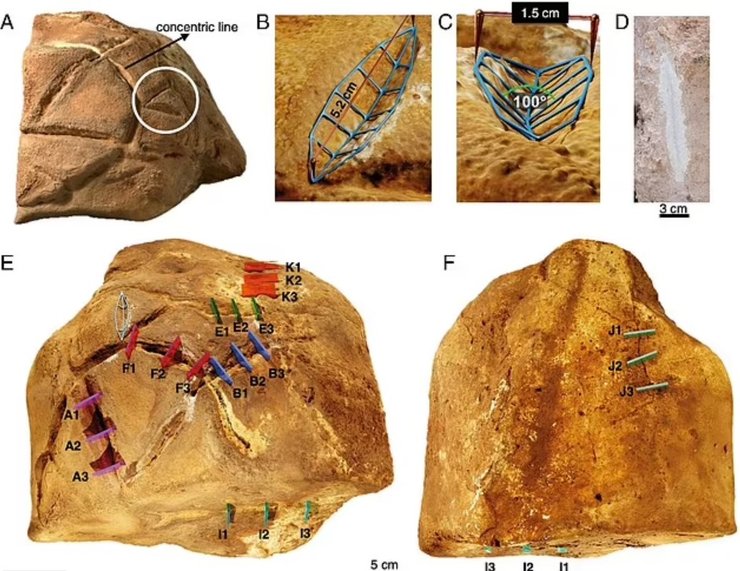 черепаха, скульптура