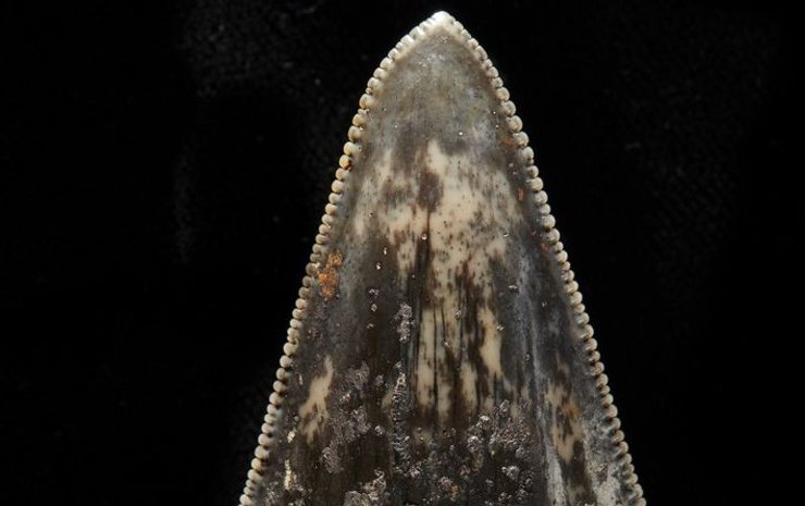 акулячий зуб