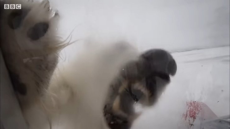 білий ведмідь, репортаж, оператор білий ведмідь, шпіцберген, гордон б'юкенен