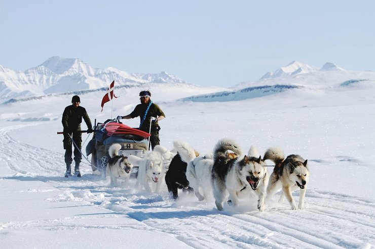 Дональд Трамп, гренландія, купівля гренландії, сша гренландія