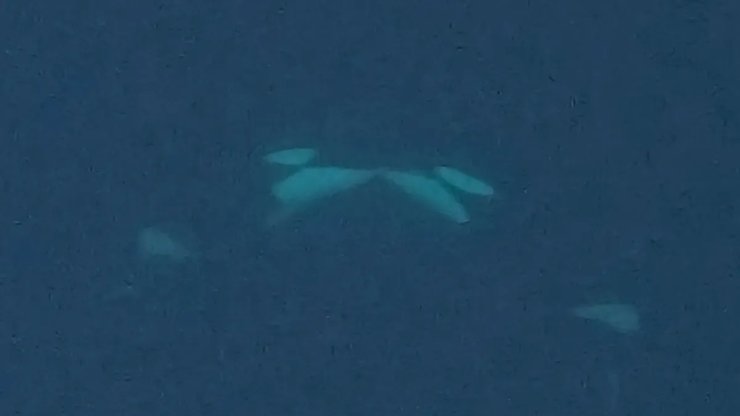 косатки целуются с языком в океане