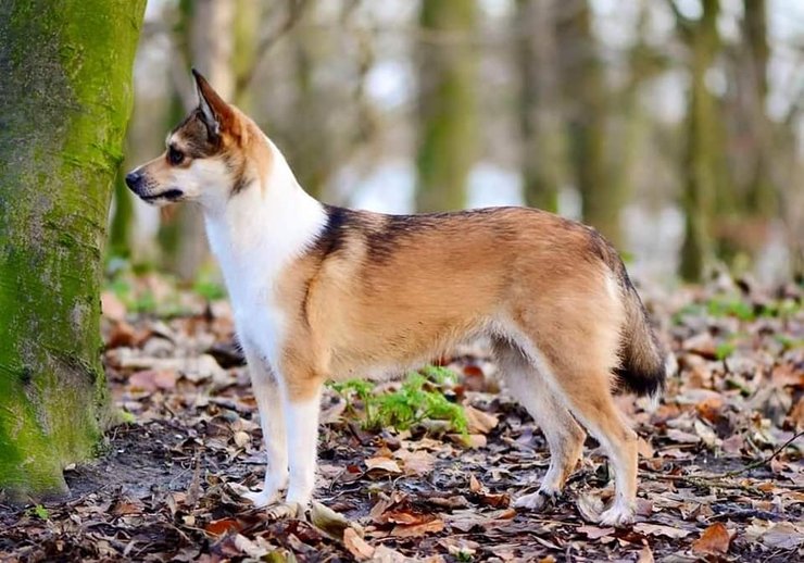 редкая порода собак, самая редкая порода, Норвежский лундехунд