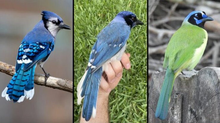 сойка гибрид