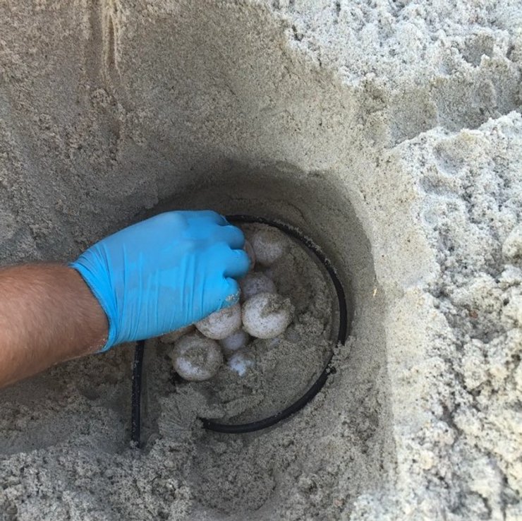 черепахи, яйца черепах, гнезда черепах