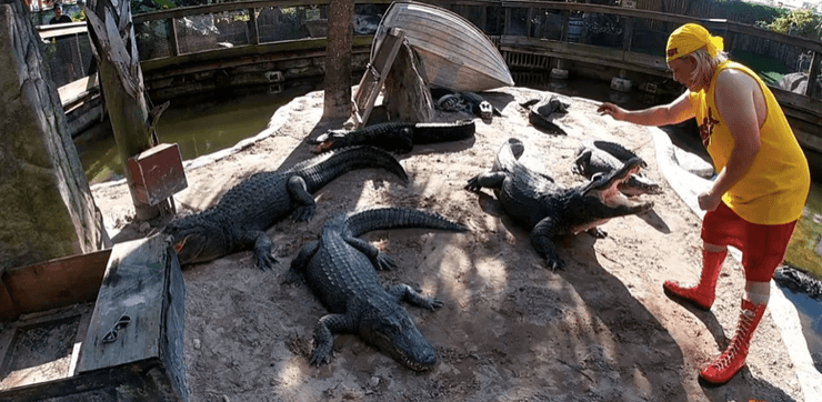 Крокодилы во Флориде