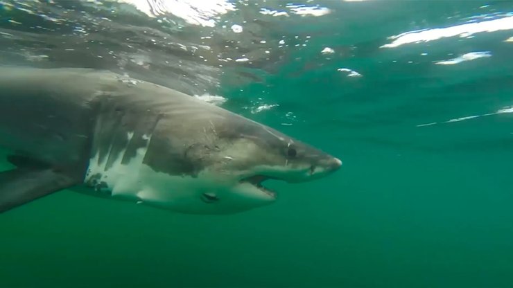 эрнст белая акула