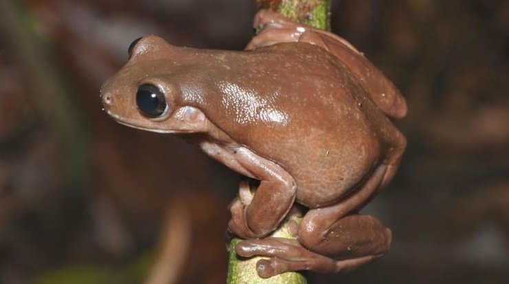 Шоколадная лягушка