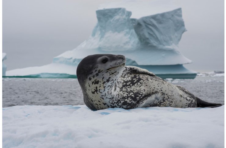 Морський леопард