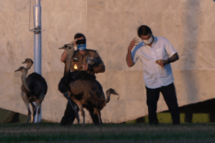 Жаир Болсонару, птица, Бразилия