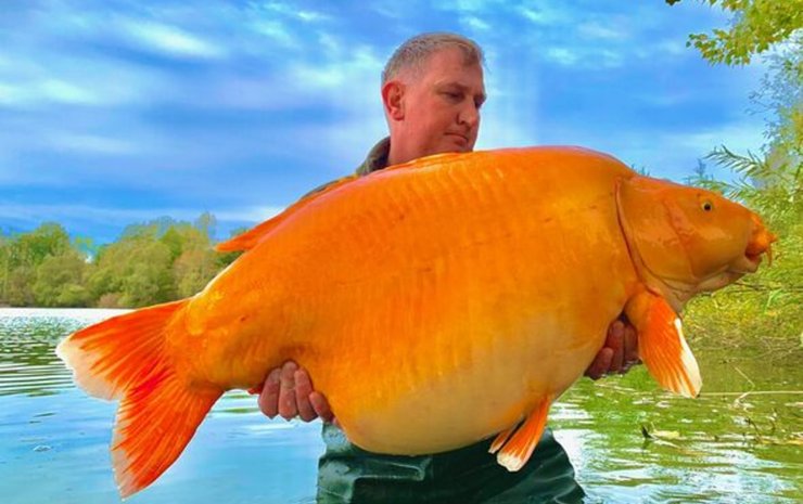 Золотая рыбка, карп, 30-килограммовая золотая рыбка, похож на монстра, крупный карп, владельцы золотых рыбок,