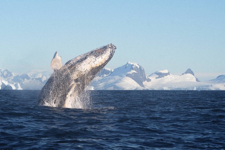 Кит более 50 раз выпрыгнул возле станции Вернадский