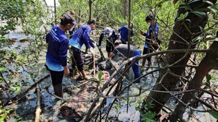 Инопланетного монстра нашли на побережье Таиланда, находка, курьезы, интересные истории, животные