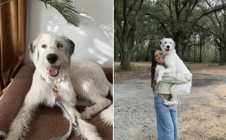 Собаке сделали ДНК