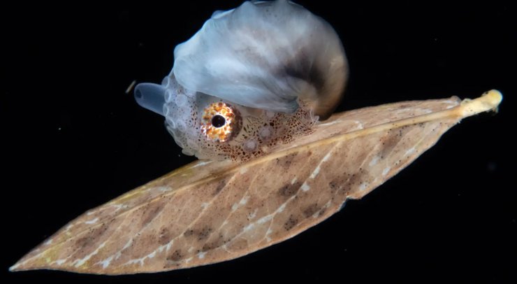 аргонавт осьминог океан