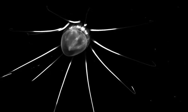 шлемовая медуза стресс